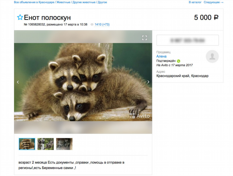 Авито доска бесплатных объявлений домашние животные