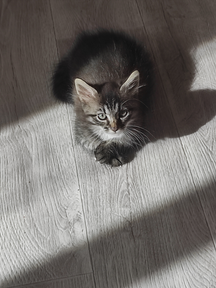 Авито нижний тагил котята свежие объявления