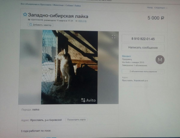Чита авито животные собаки объявления