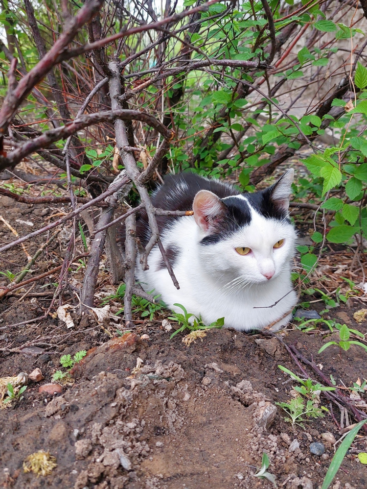Доска объявлений красноярск котята