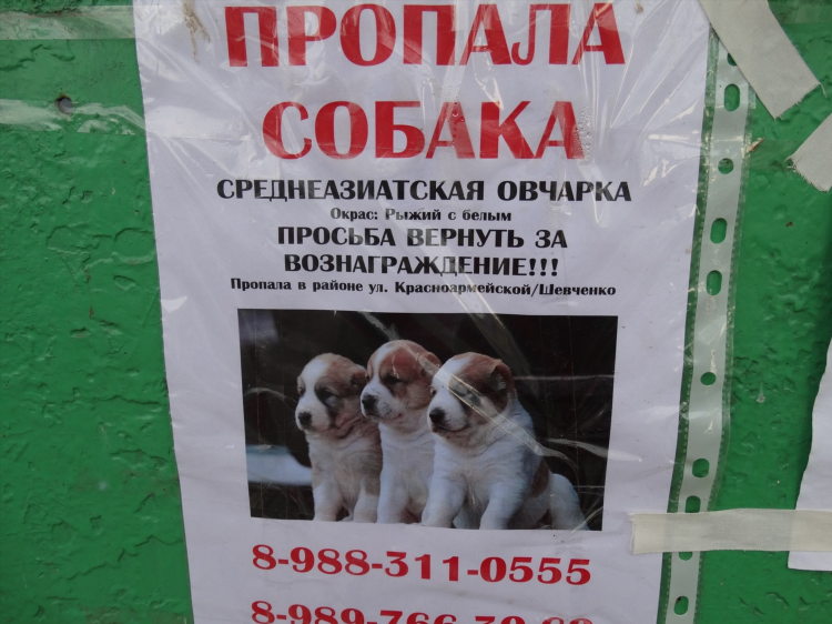 Доска объявлений потерявшиеся животные
