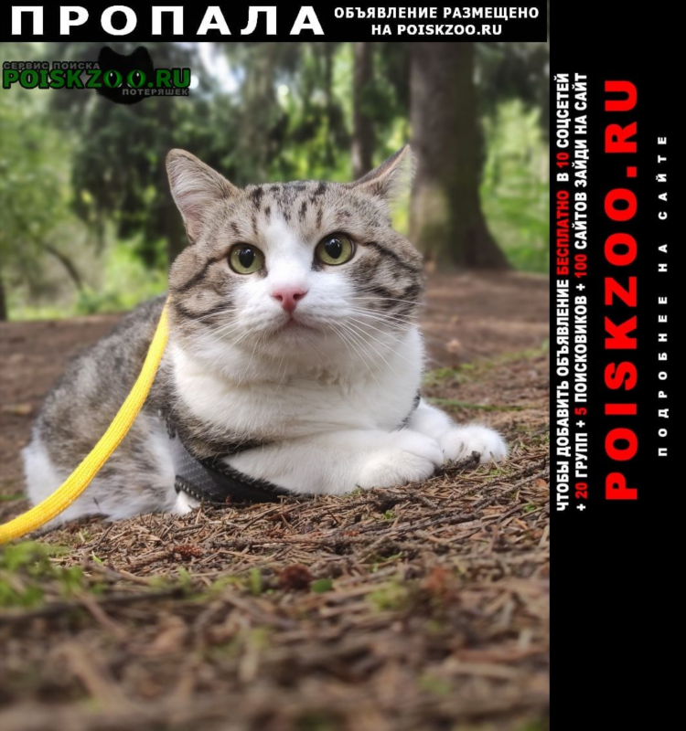 Доска объявлений сходня