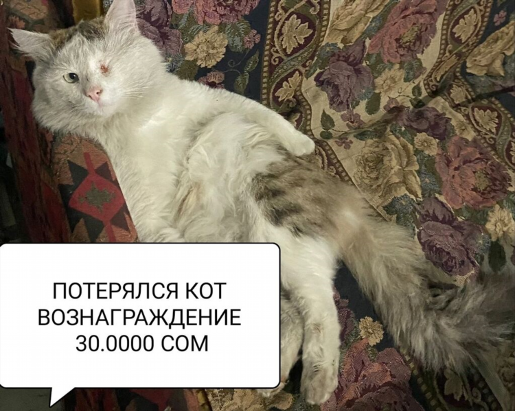 Как писать объявление о пропаже кота