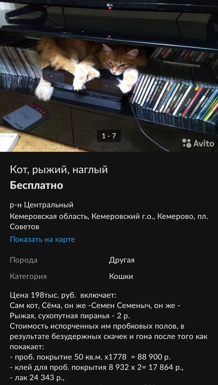 Как подать объявление о пропаже кота