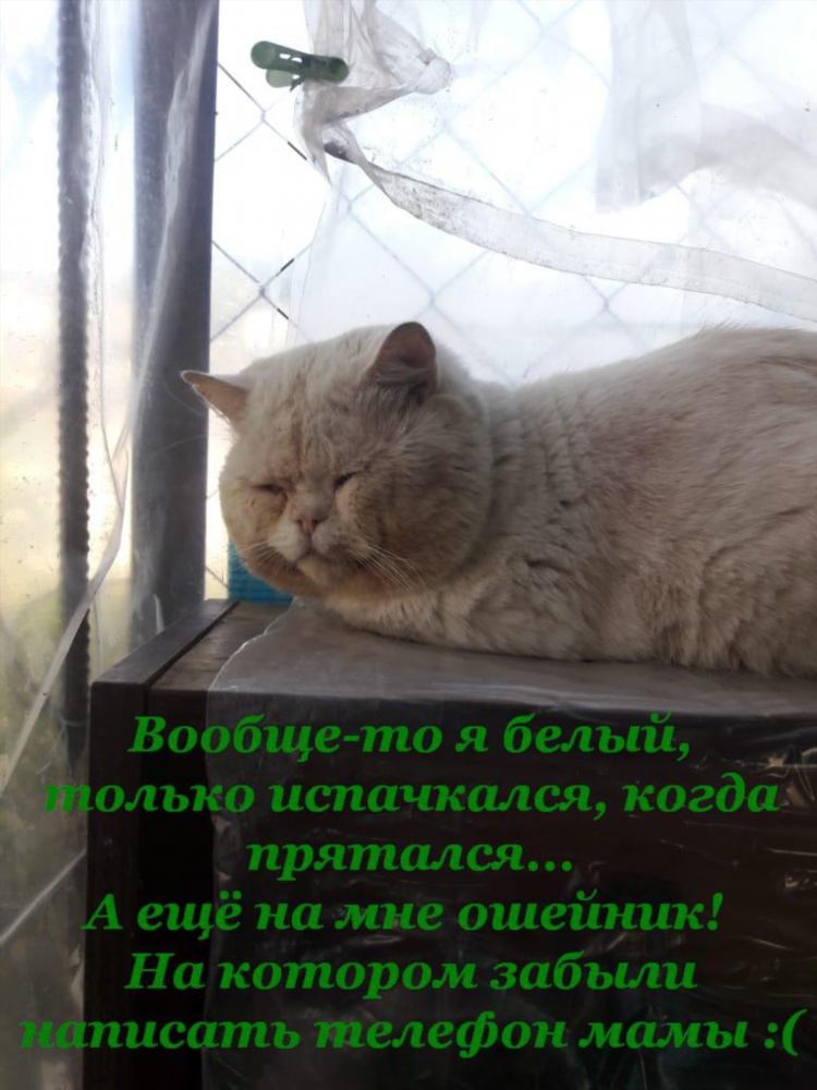 Как правильно написать объявление о пропаже кота