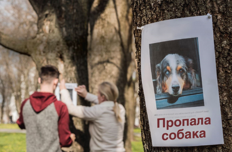 Как правильно написать объявление о пропаже собаки