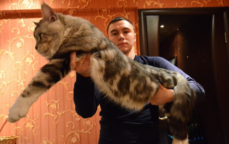 Объявление о продаже котят