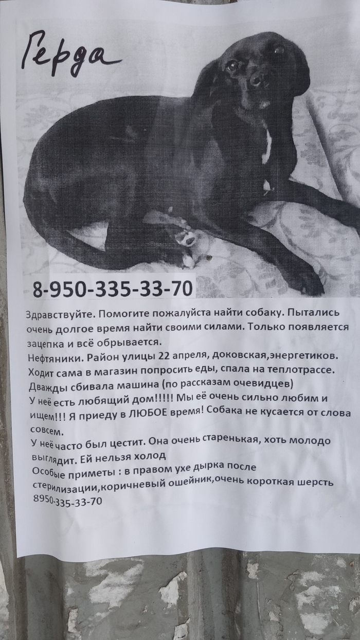 Объявления о пропавших животных