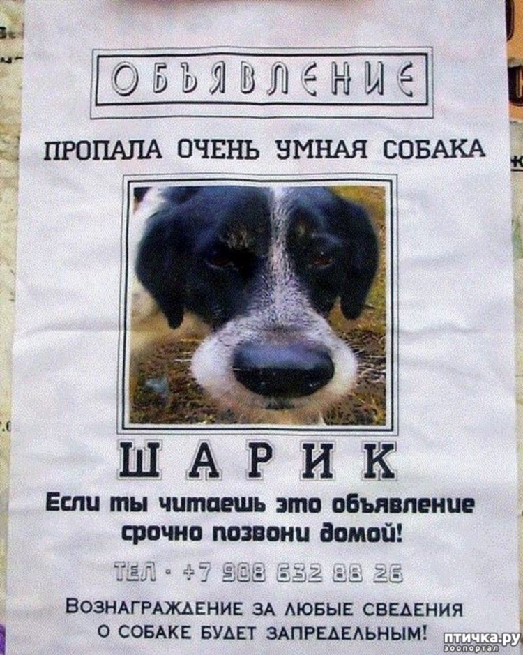 Сайты объявлений о продаже животных